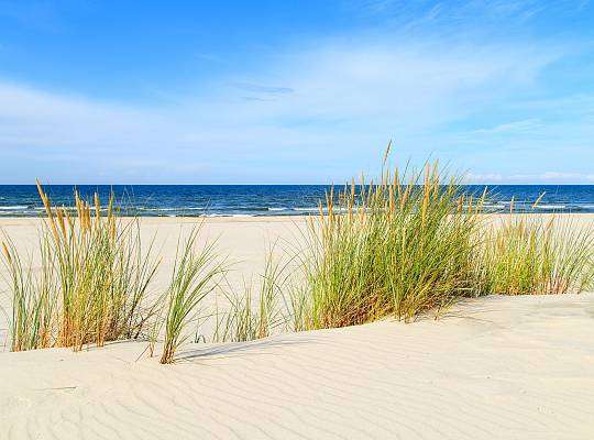 Grafika Wide golden beaches in Łeba
