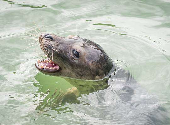 Grafika Marine theme park