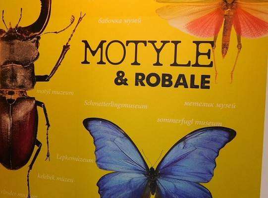 Grafika Butterfly Museum Łeba